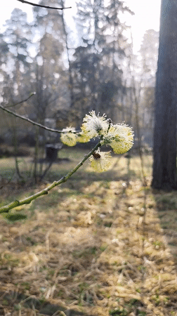 Spring morning dewdrops and blossoms documented in Kratovo, Russia