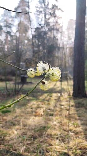 Spring morning dewdrops and blossoms documented in Kratovo, Russia