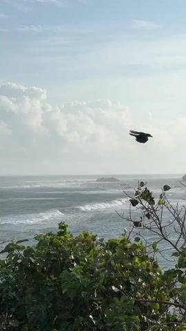 This video captures a scenic coastal view from a high vantage point, overlooking the ocean with waves crashing against the shore. The foreground is dominated by lush green foliage, with a bare branch extending from the right side of the frame. In the distance, rocky outcrops emerge from the sea, and a faint coastline is visible on the right. The sky is a pale blue, dotted with large, fluffy white clouds, suggesting a partly cloudy day. The lighting implies it's either morning or late afternoon. The overall mood is serene and natural.

The video also features two birds in flight. The first bird appears briefly at 00:00, flying from the left towards the center of the frame. Another bird is visible at 00:01, flying in the same direction, just above the waves.

The scene is set in Matara, Sri Lanka, a location known for its beautiful beaches and coastline. There is no visible text in the media file.