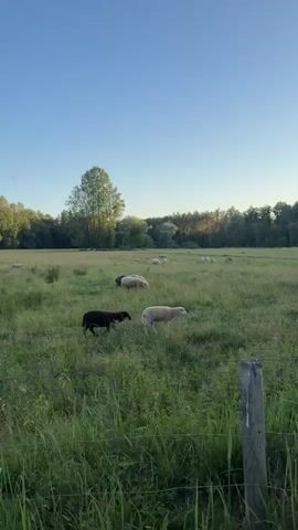 This media file depicts a serene rural scene in Attakas, Latvia, under a clear blue sky, suggesting a pleasant day, likely morning or late afternoon due to the soft lighting. The main subjects are a flock of sheep grazing peacefully in a lush, green meadow. Among the white sheep, a distinctive black sheep is visible, positioned in the foreground alongside a white sheep, creating a visual contrast.

The setting is a spacious field bordered by a dense line of trees, with a single tall tree standing out in the mid-ground. A wire fence with wooden posts runs across the bottom of the frame, indicating the boundary of the pasture. The grass appears tall and somewhat wild, characteristic of a natural, unmanicured landscape. The sheep are scattered across the field, some grazing, others lying down, all contributing to a sense of tranquility and natural harmony.

The overall mood is one of peace and quietude, capturing a typical moment in the life of farm animals in a rural environment. There are no visible people or man-made structures apart from the fence, emphasizing the natural beauty of the location. The time of day is suggested by the gentle light illuminating the landscape, casting soft shadows and highlighting the textures of the grass and wool. The location cues, such as the treeline and the specific breed or appearance of the sheep, are consistent with rural Latvian scenery. There is no visible text in the media file.