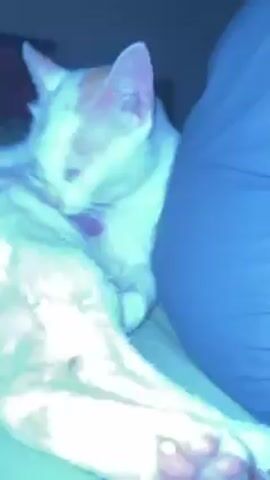 The video shows a light-colored cat with orange spots lying on a light green surface, possibly a bed or couch. The cat is grooming itself, licking its fur with its tongue. Its eyes are closed. A gray pillow is behind the cat. The lighting in the room is dim.