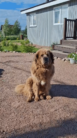 Woman and large fluffy dog photographed in Kempelevo, Russia