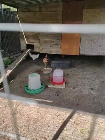The video shows a chicken coop with several chickens inside. The coop is made of wood and has a wire mesh fence in front. Inside the coop, there are two water feeders, a food bowl, and a ramp leading to a small opening. The chickens are pecking at the ground and moving around the coop.  The ground inside the coop is dirt and concrete. The environment appears to be a backyard or rural setting.