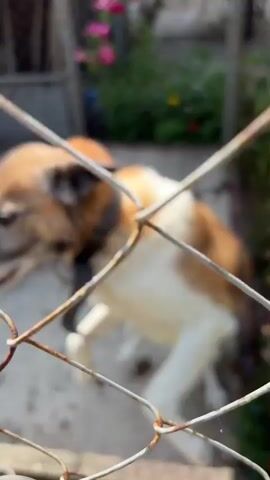 A medium shot video of a dog behind a wire fence. The dog is brown and white, with its head turned to the side. It is standing on a concrete surface, and in the background there are some wooden planks, a dog house, and some pink flowers. The video is slightly out of focus.