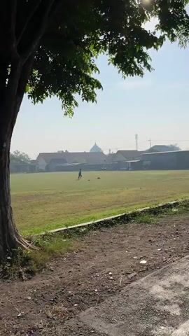 The video shows an outdoor scene with a large grassy field. A lone person is walking across the field, possibly playing with a ball. There are buildings in the background, and a large tree is in the foreground, partially obscuring the view. The sun is shining, creating a bright, clear day. The ground in the foreground is dirt and gravel.