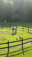 Horse grazes with geese in Russian pasture