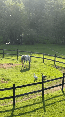 Horse grazes with geese in Russian pasture
