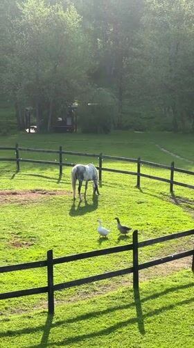 Horse grazes with geese in Russian pasture