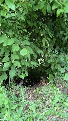 This short video captures a glimpse of a natural setting under a dense canopy of green foliage. The scene appears to be outdoors, with lush green leaves dominating the frame, suggesting a wooded or heavily vegetated area. The ground is covered in grass and other low-lying plants, indicating a natural, possibly uncultivated environment.

The primary activity observed is the movement of an animal or animals within the undergrowth. In the latter part of the video, a small creature, possibly a kitten or a young cat, can be seen partially emerging from a dark opening beneath the bushes. Its fur appears to be a mix of gray, white, and possibly tabby markings. The animal's cautious movement suggests it might be exploring or seeking shelter.

The time of day is difficult to ascertain definitively, but the lighting seems to be consistent with daytime, possibly overcast or shaded conditions due to the dense foliage. There are no explicit weather cues. The location context provided places this scene in Asureti, Georgia, which would imply a temperate climate with significant vegetation. No people, specific objects, or visible text are present in the video. The overall mood is one of quiet observation of nature and animal behavior.