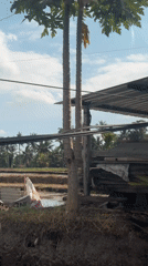 Golden rice paddies and palm trees in rural Tegallalang, Bali
