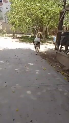 A white and brown dog walks across a concrete path. The dog is medium to large in size, with floppy ears and a wagging tail. The dog stops and looks at the camera, panting. In the background, there are trees and a building. A bicycle is parked to the right of the dog.
