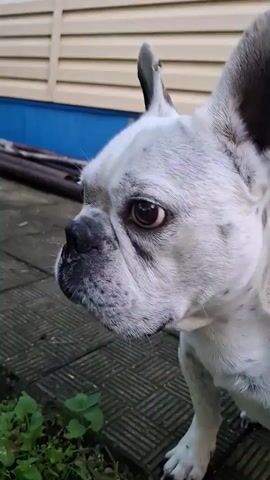 A close-up video captures a white French bulldog with black markings on its face and body. The dog is positioned outdoors, facing to the left of the frame with its head turned slightly towards the viewer. Its large, expressive brown eyes are prominent, and its characteristic bat-like ears stand erect. The dog is on all fours, with its front paws visible and positioned on a textured, grey patio or walkway.

Behind the dog, a building with beige horizontal siding and a blue lower section is visible. Several dark, cylindrical objects, possibly pipes or logs, lie on the ground in the background. To the lower left of the frame, some green foliage sprouts from the ground, adding a touch of nature to the scene.

The lighting suggests it is daytime, and the shadows are not harsh, indicating possibly overcast conditions or late afternoon sun. The overall mood conveyed by the dog's gaze and the setting is calm and observant. No text is visible in the media file. The location context provided is Булаев қалалық әкімдігі, Kazakhstan.