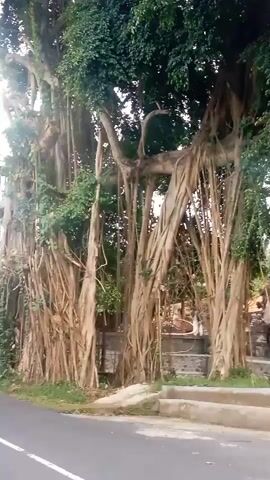 This video captures a scenic view of a large, old banyan tree with its characteristic aerial roots hanging down, creating a dense, natural canopy. The tree stands prominently on the side of a road, with a paved road visible in the foreground and a glimpse of what appears to be a traditional building with an orange tiled roof and a stone wall in the background. Some green foliage and a palm frond are also visible, suggesting a tropical or subtropical environment. The lighting suggests it is daytime, likely morning or late afternoon, given the softness of the light and shadows. There are no people visible in the frame, making the banyan tree the undisputed subject. A notable detail is the presence of text on an orange sign in the foreground, which reads "ARENA KEBON KELOD". This sign, along with the architectural style of the building and the tropical vegetation, points to the location being Blahbatuh, Indonesia. The overall atmosphere is serene and natural, highlighting the grandeur of the ancient tree.