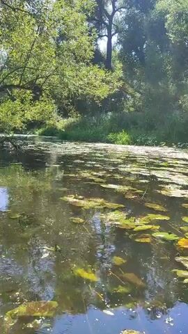 The video pans across a calm river or slow-moving stream on a sunny day. The water's surface is partially covered with lily pads and other aquatic vegetation. Lush green trees and foliage line the banks of the waterway, with sunlight filtering through the leaves. The scene suggests a natural, tranquil outdoor environment.