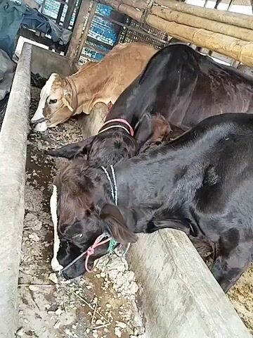 The video shows four cows feeding from a long trough. The cows are in an enclosure with wooden beams and blue tarpaulin visible in the background. The trough appears to be made of concrete. Three of the cows are dark-colored, and one is light brown. The cows have ropes or straps around their necks. The ground around the trough is muddy and contains some debris. The cows are all looking down into the trough, presumably eating.