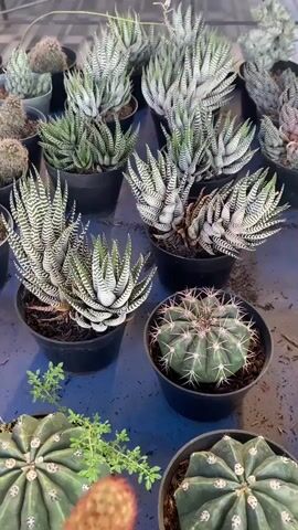 The video pans across a collection of potted succulent plants, primarily focusing on a tall, cylindrical cactus with reddish-brown spines and several smaller offshoots emerging from its base. In the background, numerous other succulents, including a variety of zebra-striped Haworthias, are visible, arranged on a dark surface. The plants are in black plastic pots, some with exposed soil and mulch. The overall lighting suggests an outdoor or well-lit indoor setting. The camera is held by a person whose fingers are visible at the bottom of the frame, holding one of the pots. The focus shifts from the larger cactus to the surrounding plants, highlighting the diversity of the collection.