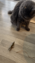 Cat encounters lizard on wooden floor in Rome