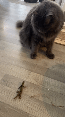 Cat encounters lizard on wooden floor in Rome