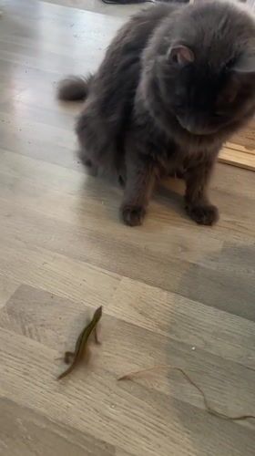 Cat encounters lizard on wooden floor in Rome