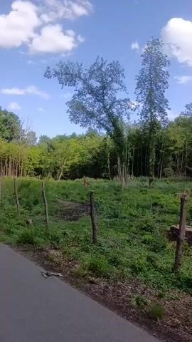 The video shows a clearing in a forest with several tree stumps visible. The area is covered in green grass and small plants. There are a few trees remaining, some tall and thin, and one larger tree on the right side of the frame. The sky is blue with white clouds. There are some wooden posts and wire visible, possibly remnants of a fence. The ground appears to be a mix of dirt and wood chips. The overall impression is of a recently logged area that is starting to regrow.