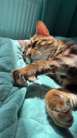 A close-up, eye-level shot shows a Bengal cat sleeping on a plush, teal-colored blanket. The cat is lying on its side, facing left, with its head resting on its paws. Sunlight streams in from the left, casting a warm glow on the cat's fur and creating shadows on the blanket. The cat's eyes are closed, and it appears to be in a deep sleep. Its fur is a mix of golden brown and black, with distinctive spots. The background is slightly blurred, but hints of a white radiator and a teal curtain are visible, suggesting an indoor setting. The overall mood is peaceful and serene, with the sunlight adding a sense of warmth and tranquility to the scene. The time of day is likely morning or early afternoon, given the angle of the sun. There is no visible text in the media file.