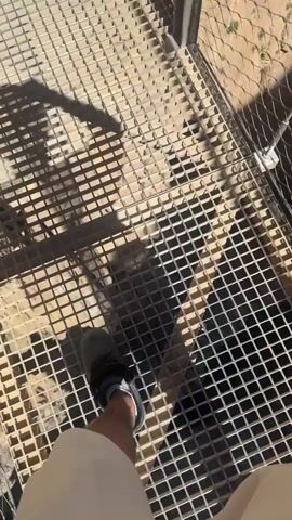 This video shows a person walking on a metal grate walkway high above a river. The walkway appears to be part of a larger scenic route carved into a cliff face. The camera pans to reveal the dramatic scenery, including steep, rocky cliffs, a wide, green river, and lush green vegetation on the opposite bank.

Several other people, wearing blue safety helmets, are visible further along the walkway, enjoying the views. The pathway itself is made of wooden planks and metal grates, with a safety net and cables running along the sides. The day appears sunny, with clear blue skies and casting distinct shadows, suggesting it is daytime. The setting is a natural gorge or canyon, likely a popular tourist destination due to the constructed walkway. The overall impression is one of adventure and breathtaking natural beauty.

There is no visible text in the video.