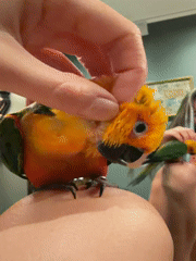 Woman takes mirror selfie with colorful parrot in Khimki
