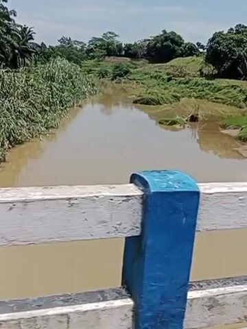 A video from a bridge overlooks a muddy brown river bordered by green vegetation and trees under a bright sky. The camera pans slightly, showing the railing of the bridge which is painted white and a blue object wrapped in tape is attached to it. The river is calm and appears shallow in some areas.