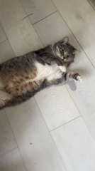 Cats and dogs captured in routine moments at Russian settlement