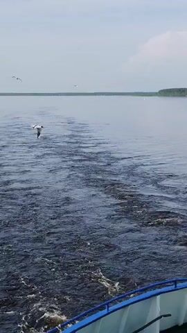 The camera is mounted on the back of a boat sailing across a wide body of water, likely a large river or lake. The water is a dark, choppy blue with white frothy wakes stretching out behind the boat. A handful of white seagulls fly around and above the wake. The horizon is visible in the distance, defined by a low, flat shoreline covered in trees. The sky is overcast, and the overall lighting is soft and diffused. The back edge of the boat is visible in the lower right corner and consists of a white railing with a blue top edge. The water surface in the boat's wake is the main visual focus of the shot.
