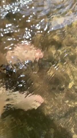 A close-up shot shows a person's bare feet submerged in shallow, clear water. The water is moving, creating ripples and distortions on the surface, which refract the sunlight and the rocky, pebble-filled riverbed below. One foot is positioned closer to the camera, with visible toes and toenails. The other foot is further back, partially obscured by the water's movement and the angle of the shot. The water appears to be flowing over smooth, rounded stones of varying sizes and colors, ranging from light tan to dark brown and grey. The overall impression is one of a peaceful, natural setting, likely a stream or shallow river.