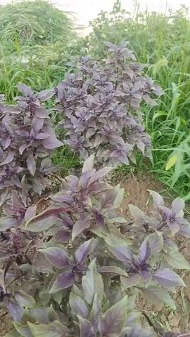 The video shows rows of purple basil plants growing in a garden. The plants are lush and healthy, with dark purple leaves. The soil is dark and appears to be well-watered. In the background, there are tall green plants, possibly corn or other tall grasses. The camera pans slowly across the basil plants, showing them from different angles. The lighting is soft and natural, suggesting it is daytime. There are no people or animals visible in the video. The overall impression is one of a thriving garden, with the purple basil being the main focus.