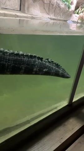 The video shows an alligator lying in a tank of greenish-colored water. The alligator is positioned near the top of the tank, with the bottom of its body visible above the surface. The tank is surrounded by a glass barrier. There are decorative elements along the top, resembling rocks and plants. The alligator's limbs are hanging down, and its skin appears scaly. Sounds of excited children can be heard in the background.