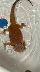 Pet bearded dragon bathing and feeding documented in Yakhroma