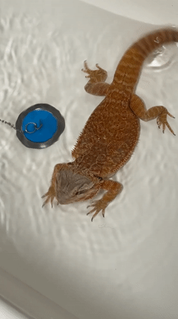 Pet bearded dragon bathing and feeding documented in Yakhroma