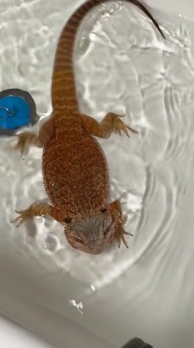 Pet bearded dragon bathing and feeding documented in Yakhroma