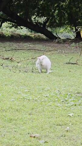 A white kangaroo is standing in a grassy area. It is grooming itself with its right forelimb, which it is using to scratch its head. The kangaroo is facing the camera and its eyes are closed. There are some fallen branches on the ground around the kangaroo. Trees are visible in the background. The ground is covered in green grass.
