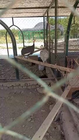 The video shows a bird enclosure from behind a chain-link fence. Inside the enclosure, there are two guinea fowl perched on a wooden beam. The enclosure has a dirt floor and a roof made of mesh and metal supports. In the background, there are trees and a building with a green roof. The camera is slightly out of focus due to the fence.