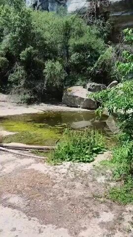The media file captures a serene natural scene with a small, stagnant pool of water reflecting the surrounding greenery. The pool appears to be shallow and covered in a thick layer of bright green algae, suggesting it might be a natural pond or a rock pool. In the background, lush green trees and vegetation grow abundantly, reaching up towards a rocky cliff face. Large boulders are scattered around the pool and in the background, adding to the rugged, natural aesthetic of the location. The ground in the foreground is a mix of dirt and sand, with some scattered leaves and twigs. Two fallen logs lie across the edge of the pool, possibly serving as a natural bridge or resting spot. The lighting suggests it is daytime, with bright sunlight illuminating the scene and creating shadows, indicating fair weather. The overall atmosphere is one of tranquility and untouched nature. No people are visible in the media file. The location cues, like the rocky cliffs and the type of vegetation, are consistent with a natural landscape found in Centelles, Spain. There is no visible text in the media file.