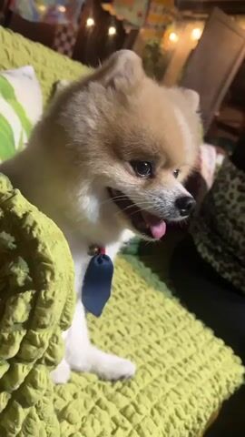 This close-up, eye-level shot features a small, fluffy Pomeranian dog with tan and white fur. The dog is sitting on a textured, lime-green surface that appears to be a couch or bed. Its mouth is open, and its pink tongue is hanging out, suggesting it might be panting or excited. The dog is wearing a red collar with a blue ribbon or bow attached. In the background, there are blurred hints of indoor lighting, possibly string lights, and some patterned fabric, one of which looks like leopard print. The overall lighting suggests it might be evening or a dimly lit indoor space. The dog's expression is happy and alert. There is no visible text in the image. The location is contextually stated as Alakhadzi, Abkhazia, but this cannot be visually confirmed from the image itself.