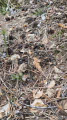 Spring wildflowers bloom in Sayansk forest paths, Russia