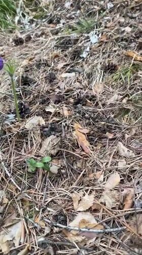 Spring wildflowers bloom in Sayansk forest paths, Russia
