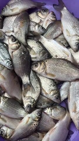 A pile of freshly caught small silver fish fills the frame. The fish are varied in size, but all appear to be of similar species, with scales that glint under the light. Their eyes are wide and open, and their mouths are slightly agape. The fish are jumbled together, some lying flat on their sides, while others are piled on top of each other. The background is a blurry dark purple, suggesting a container or net holding the fish. The overall impression is one of abundance and a recent catch.