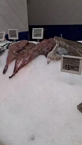 The camera pans across a fish market display of various fish laying on a bed of ice. Prices are posted next to the different types of fish. The types of fish include cod, sea bass, gurnard, flounder, and other fish filets.