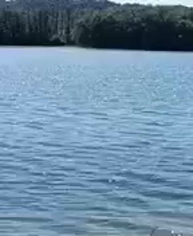 The video shows a wide shot of a body of water, likely a lake or a large pond. The water is a calm blue with ripples reflecting sunlight, creating a shimmering effect. In the background, a dense, dark green line of trees forms a treeline along the horizon. Above the trees, a pale blue sky is visible, suggesting it is daytime with clear weather. The camera angle is steady and focused on the water and the distant treeline. There are no people or identifiable objects in the foreground or midground. The video appears to be a static shot or a very slow pan across a natural landscape.