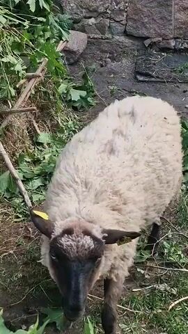 A sheep with white wool and a black face is eating green leaves. The sheep has yellow tags on its ears. The background is dirt and grass with some branches.