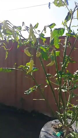 The video shows a close-up of a chili pepper plant with several peppers, some green and some red, hanging from its branches. The plant is in a black grow bag. Behind the plant is a brown wall and a bright sky. The camera moves slowly around the plant, showing it from different angles. The peppers appear to be ripe. The video has a peaceful and natural feel.