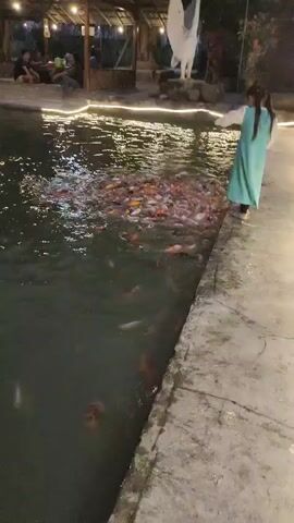 A young girl wearing a light blue dress and white top stands on a concrete path next to a large, dark pond filled with many colorful koi fish. The girl is extending her right arm towards the water, seemingly feeding the fish, which are gathered in a dense school around her hand. Decorative lights are strung along the edge of the pond. In the background, several people are seated at tables in an outdoor seating area. The scene appears to be an outdoor restaurant or park.