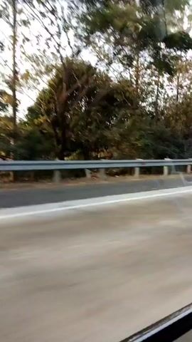 The video shows a blurred, motion-based view of a highway scene from inside a moving vehicle. A silver guardrail runs parallel to the road, separating it from a grassy embankment and a dense line of trees. The trees are mostly green, with some showing autumnal hues. The sky is visible through the branches, and appears to be clear. The road surface is asphalt, with a white lane marker visible. The light suggests it is either early morning or late afternoon.