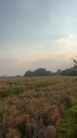 The video opens with a wide shot of a dry, mowed field with patches of green grass growing through it. The sky is a pale blue with some wispy clouds. As the camera pans and zooms out, a line of trees can be seen in the distance, followed by some buildings. In the foreground, the field appears to be a rice paddy after harvest, with the stalks of rice cut down to a short height. The lighting suggests it is early morning or late afternoon. The video is shot vertically. There are no people visible in the video.